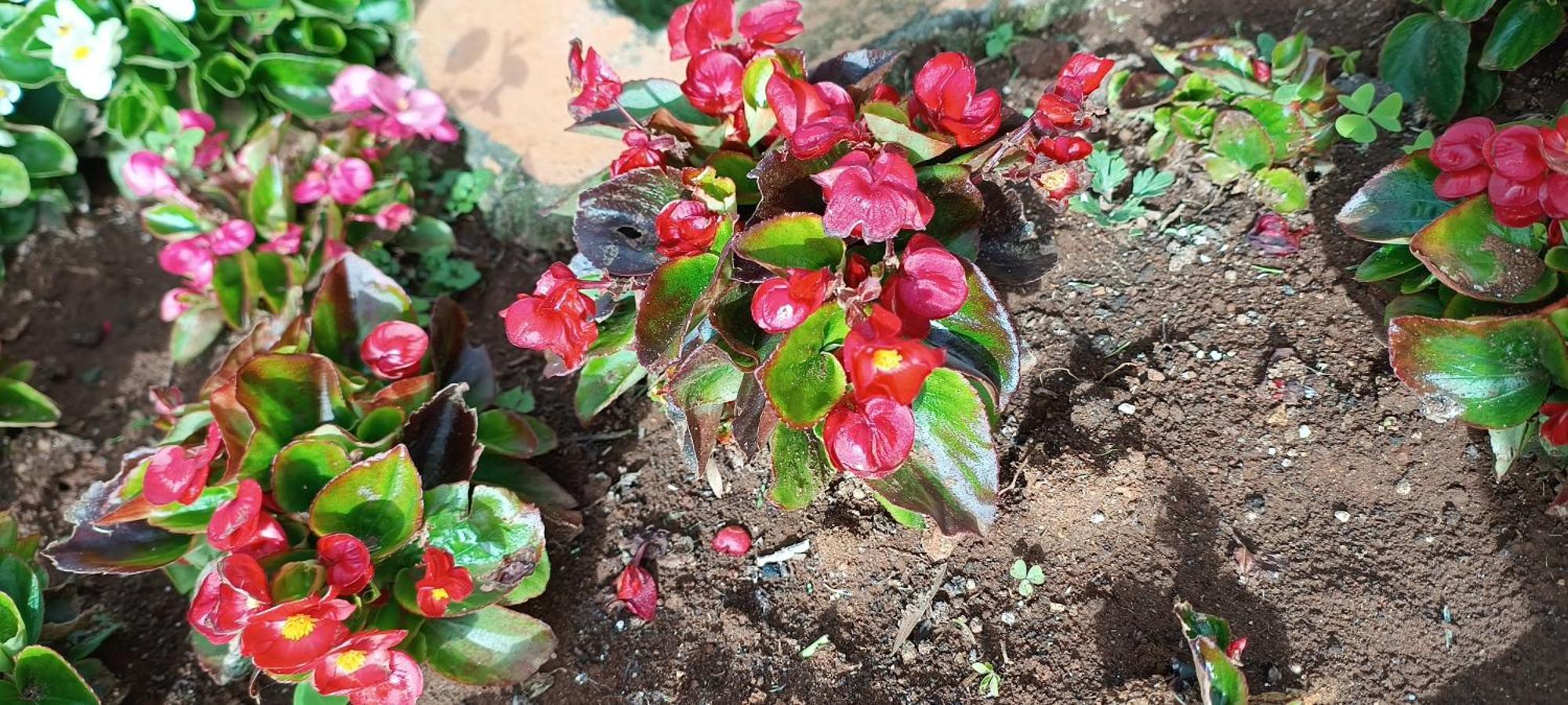 Yantra Resort By Spree Ooty Dış mekan fotoğraf